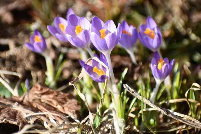 Säsongsjobb trädgårdsskötsel